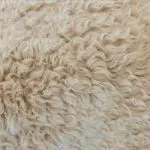 comparing sherpa and faux fur for fabric