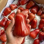 abaca fiber market analysis