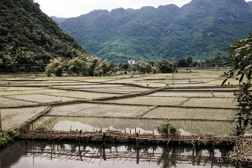 bamboo water usage analysis