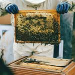 beekeeper s protective clothing choice