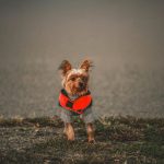 canine protective gear vest