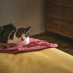 cleaning pet vomit effectively