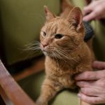 durable pet friendly furniture