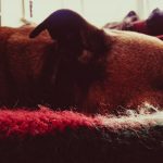 durable safe pet furniture