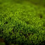eliminate new carpet odor