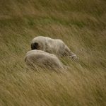 ethical sustainable wool practices