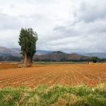 eucalyptus farming ecological effects