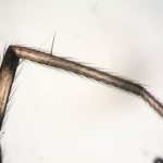 fiber comparison for applications
