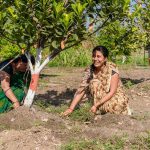 hemp and flax improve soil