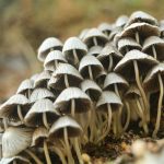 moisture wicking prevents fungal infections