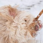 pet dander and fabrics