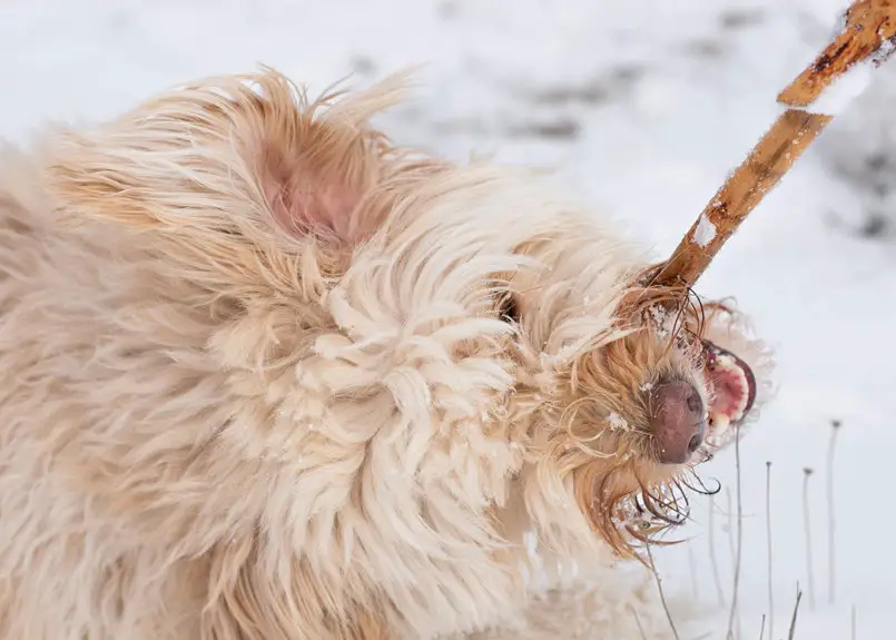 pet dander and fabrics