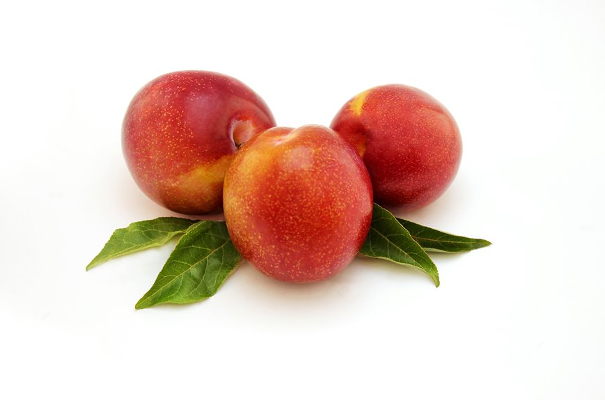 polyamide s vegan status questioned