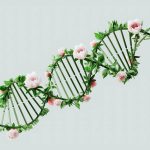 polyamides binding to dna