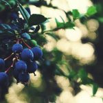 remove mulberry fruit stains