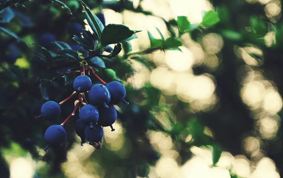 remove mulberry fruit stains