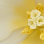 romantic fabric guide revealed