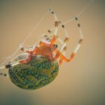 spider webs inspire fabrics
