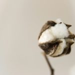 sustainable cotton fabric choice