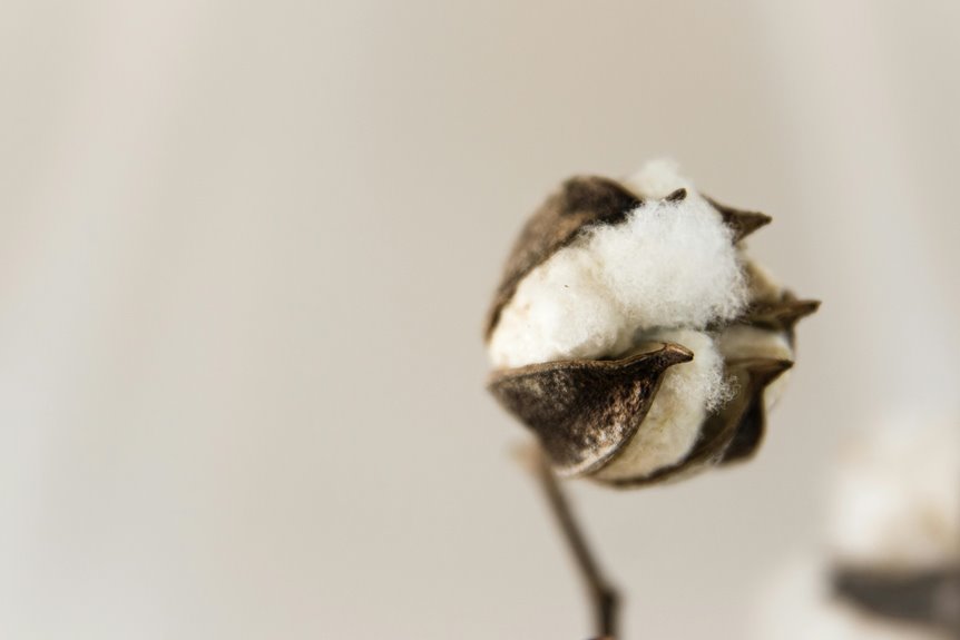 sustainable cotton farming future