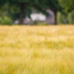 textile crops land use