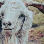 angora s unexpected source revealed