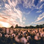 combed cotton versus percale