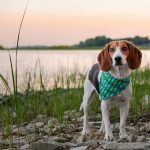 corduroy collar cleaning tips