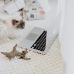 corduroy fabric for pets