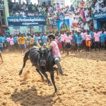denim bradshaw s bull riding journey