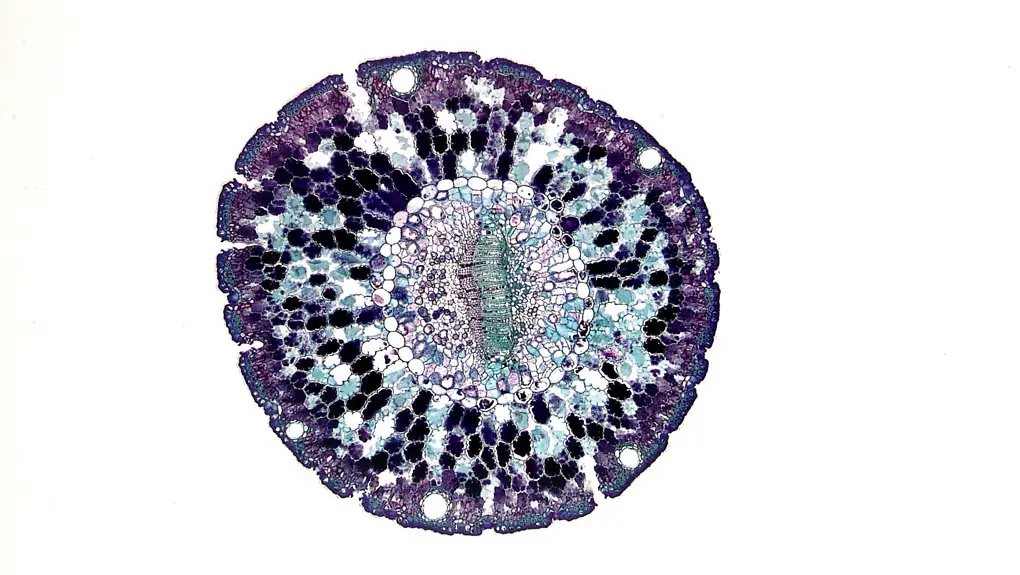 dye characteristics in staining