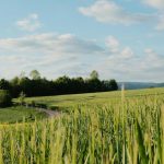 geotextile enhances soil stability