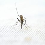 mosquitoes cannot penetrate gore tex