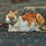 percale and pet hair