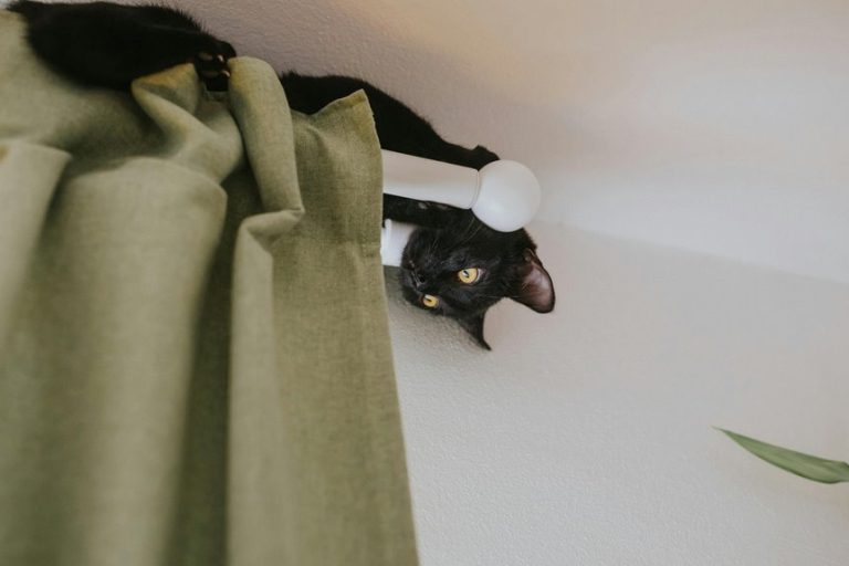 Stunning Is Satin Fabric Safe For Pets image