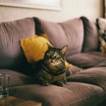 prevent cat sofa damage