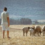 protecting camel wool effectively