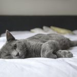 protecting fabric from cats