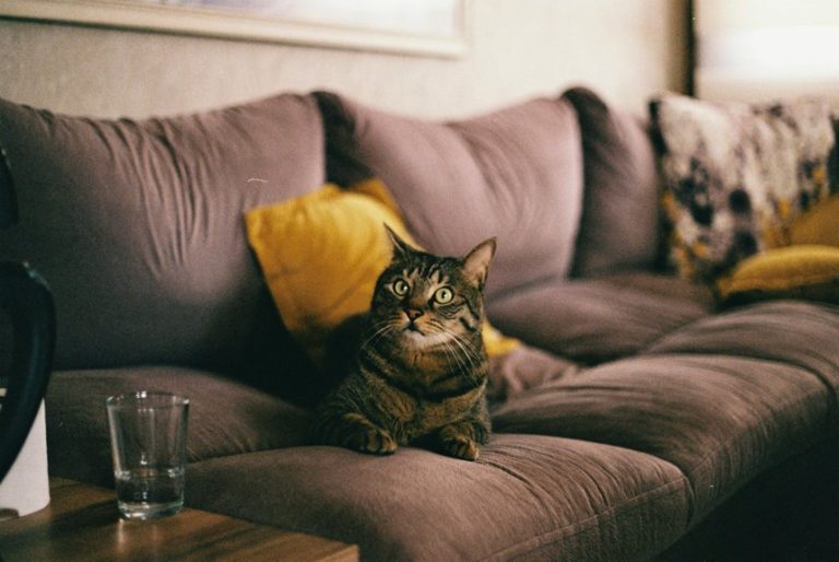 How to Fix Cat Scratches on a Leather Sofa (and Prevent Them