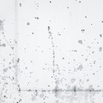 simple stains in microbiology