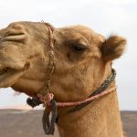 using camel fabrica cone liners